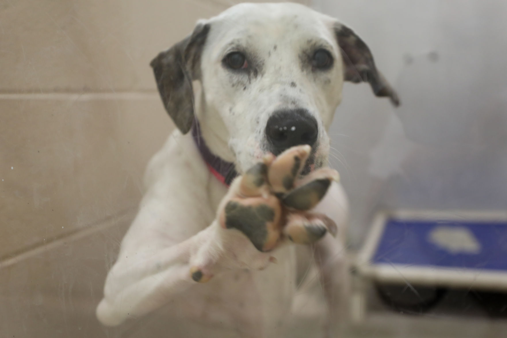 Lee County Humane Society pets for adoption